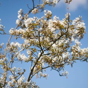 Amelanchier 'ballerina'