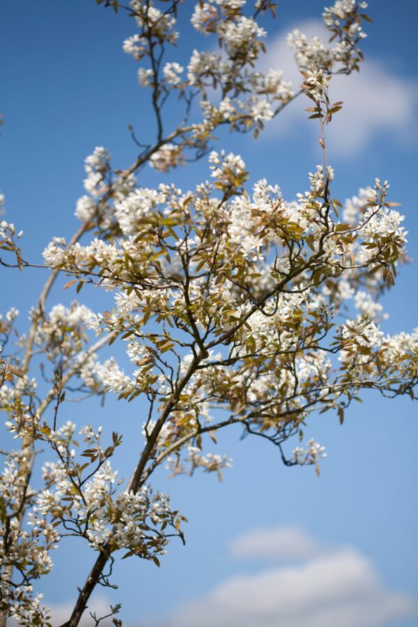Amelanchier 'ballerina'