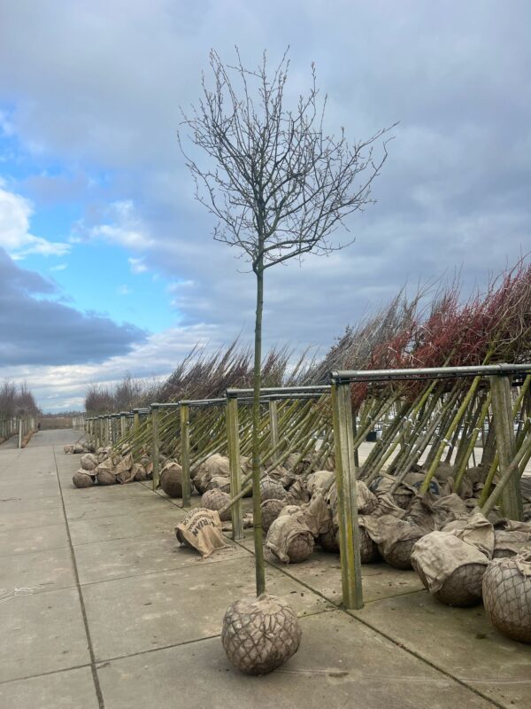 Amelanchier 'ballerina' - Image 2