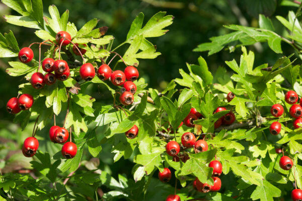 Crataegus monogyna specimen multistem - Image 2