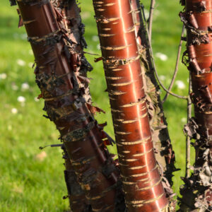 Prunus serrula specimen multistem