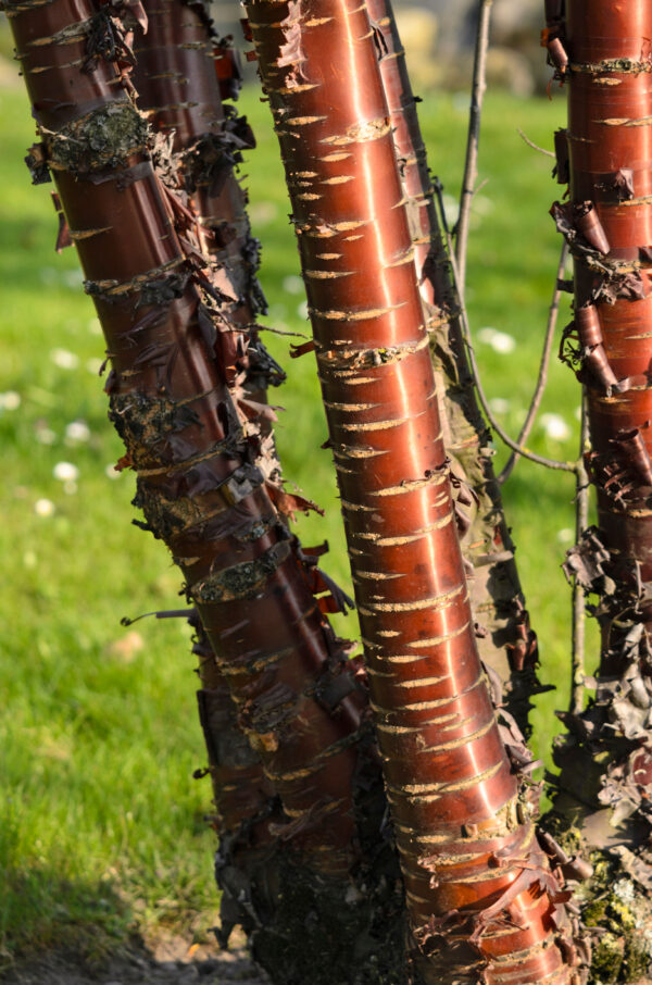 Prunus serrula specimen multistem