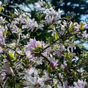 Magnolia x loebneri 'Leonard Messel' Specimen Multistem