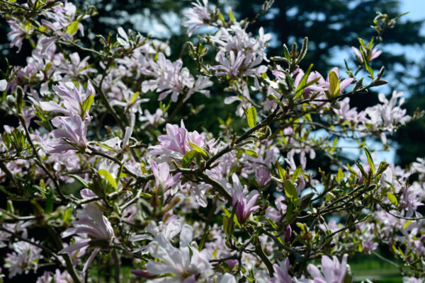 Magnolia x loebneri 'Leonard Messel' Specimen Multistem