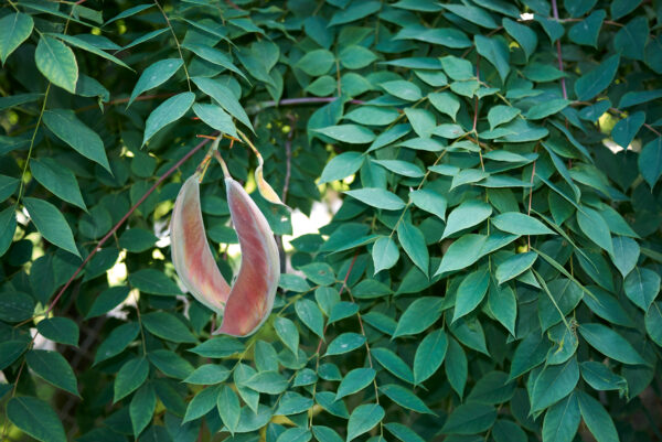 Gymnocladus dioica specimen multistem