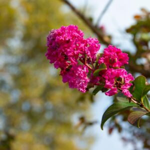 Lagerstroemia 'Tuscarora' specimen multistem