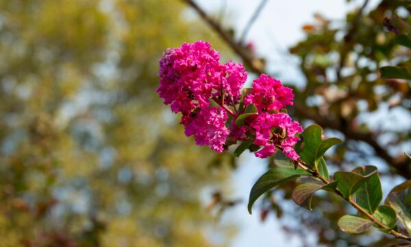Lagerstroemia 'Tuscarora' specimen multistem