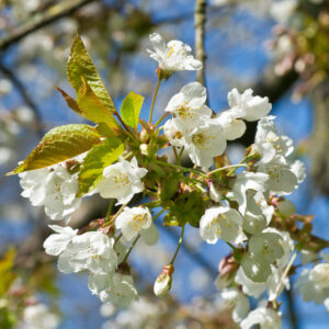 Prunus avium specimen multistem