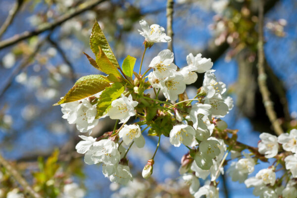 Prunus avium specimen multistem