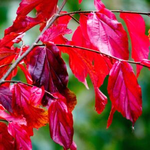 Parrotia Persica 'Persian Spire' specimen multistem