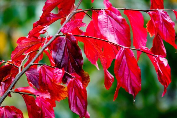 Parrotia Persica 'Persian Spire' specimen multistem