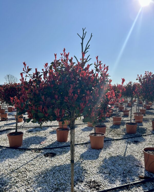 Photinia serr. 'Atropurpurea Nana' - 1/2 Standard - Image 2