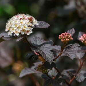 Pysocarpus 'diabolo' specimen multistem