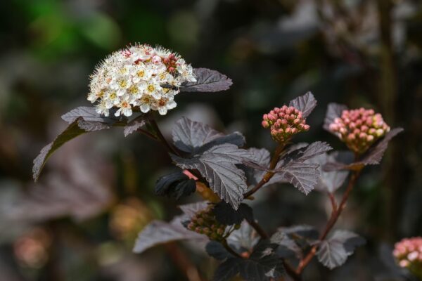 Pysocarpus 'diabolo' specimen multistem