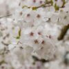 Prunus 'the bride' specimen multistem - 110L 200-250cm tall, multistem