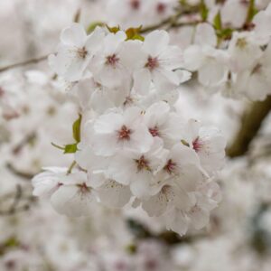 Prunus 'the bride' specimen multistem