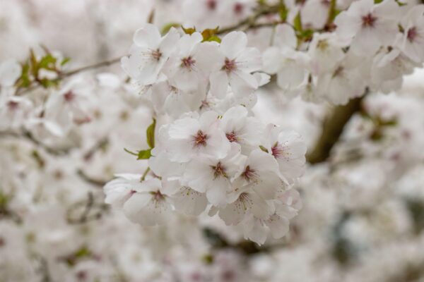Prunus 'the bride' specimen multistem