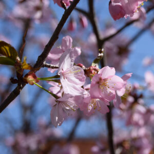 Prunus autumnalis rosea specimen multistem