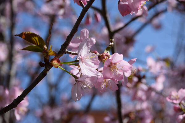 Prunus autumnalis rosea specimen multistem