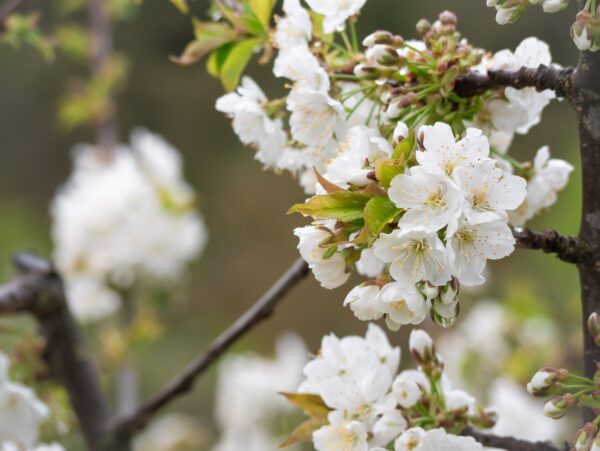 Prunus avium 'plena' specimen multistem