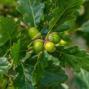 Quercus petraea specimen multistem