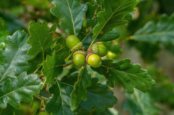 Quercus petraea specimen multistem