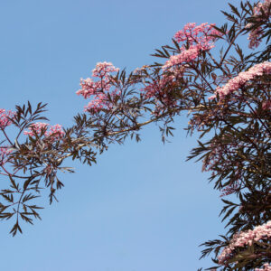 Sambucus nigra 'Black Lace' specimen multistem