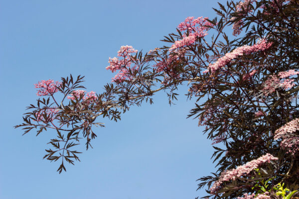 Sambucus nigra 'Black Lace' specimen multistem