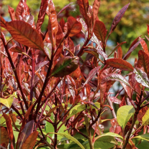 Photinia x Fras. Red Select