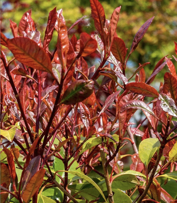 Photinia x Fras. Red Select