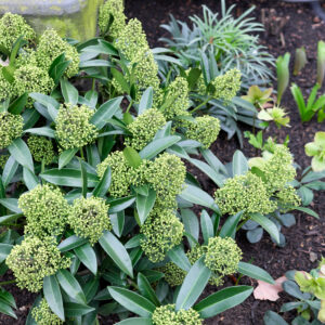Skimmia Japonica 'kew green'