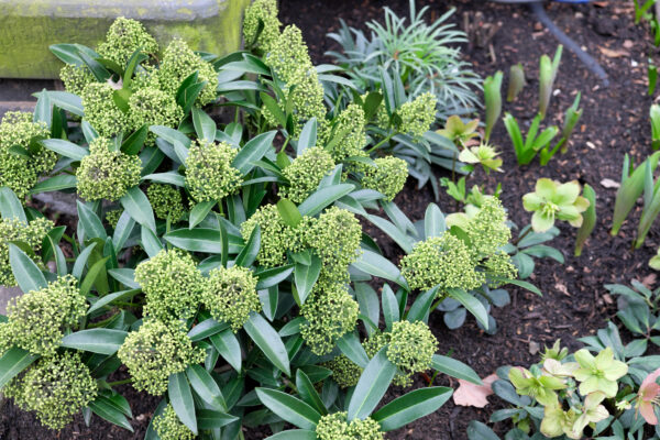 Skimmia Japonica 'kew green'