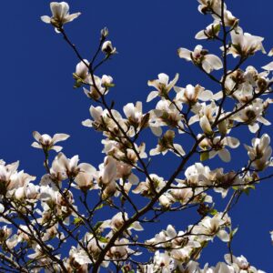 Magnolia Kobus Multistem Specimen