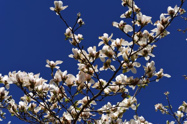 Magnolia Kobus Multistem Specimen
