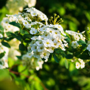 Crataegus monogyna specimen multistem