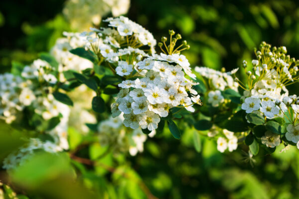 Crataegus monogyna specimen multistem