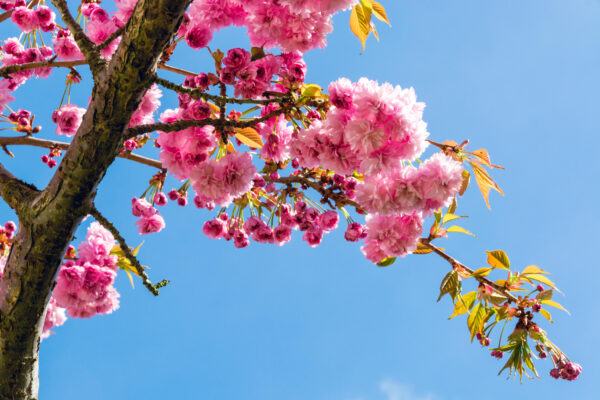 Prunus Kanzan Specimen Multistem