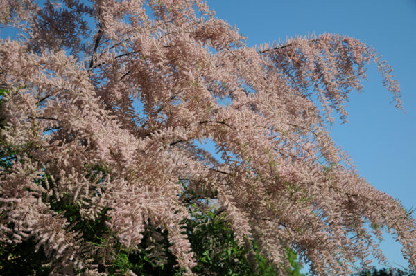 Tamarix parviflora specimen multistem