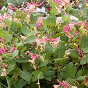 Lonicera 'goldflame'