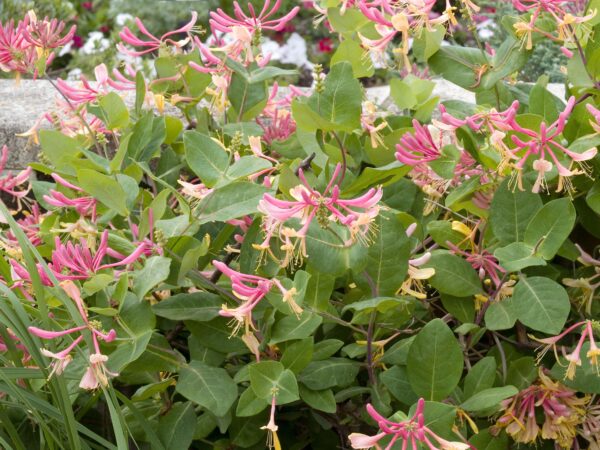 Lonicera 'goldflame'