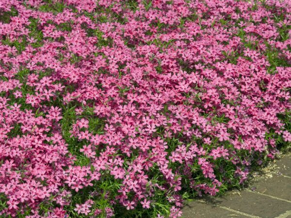 Phlox subulata 'crimson beauty'