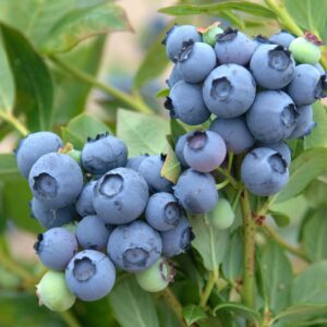 Vaccinium 'Duke'