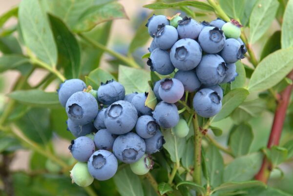 Vaccinium 'Duke'