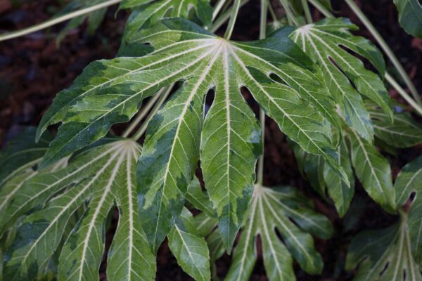 The Fatsia japonica 'Camouflage'