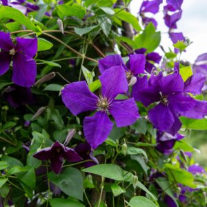 Clematis 'Polish Spirit'