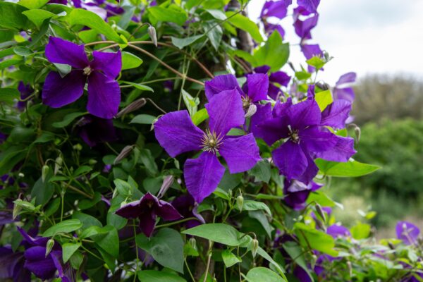 Clematis 'Polish Spirit'
