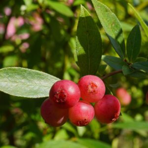 Vaccinium 'Pink Lemonade'