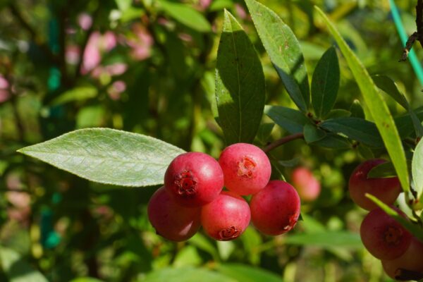 Vaccinium 'Pink Lemonade'