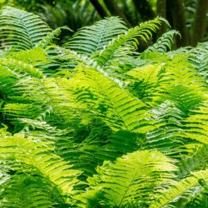 Dryopteris wallichiana