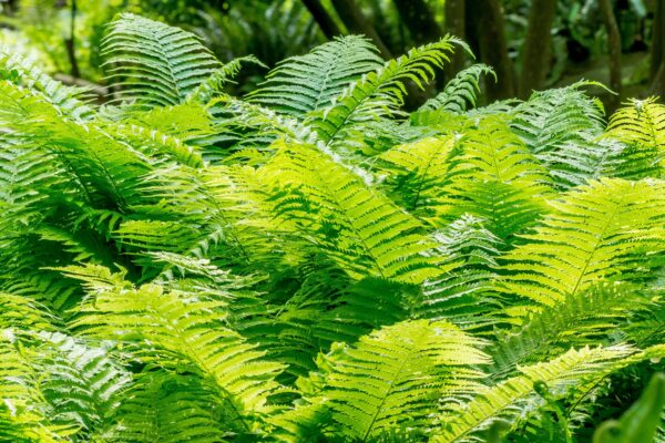 Dryopteris wallichiana